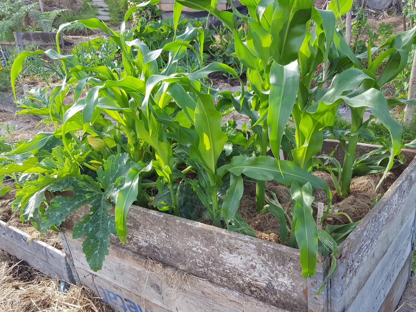 Færre snegler i opphøyde bed?