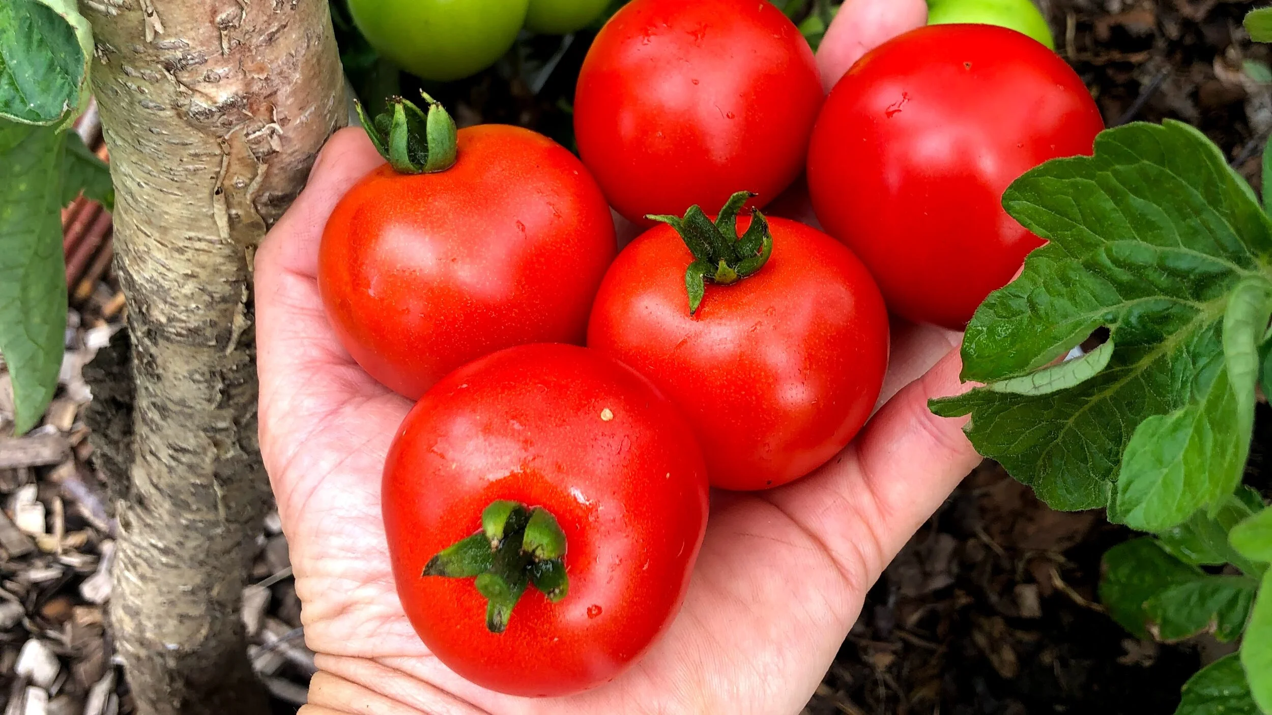 IKKE legg tomatskiver i jord!  