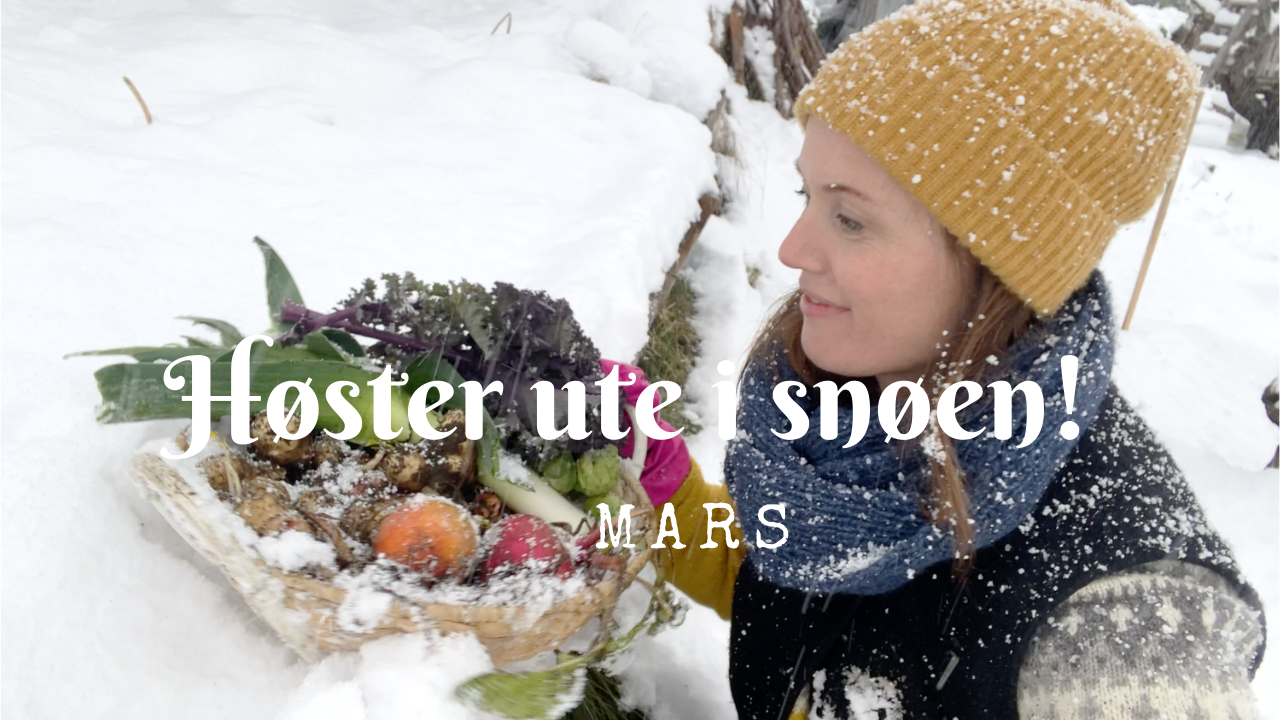 Høster ute i snøen - mars