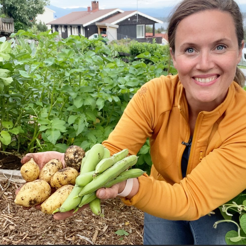 I bedet bak meg har jeg plantet bondeb&oslash;nner og potet sammen. P&aring; den m&aring;ten utnytter jeg plassen maksimalt. Det er ogs&aring; to andre gode grunner til &aring; samplante disse. Sjekk ut mitt nyeste YT-klipp; link i Historie. #dyrksel