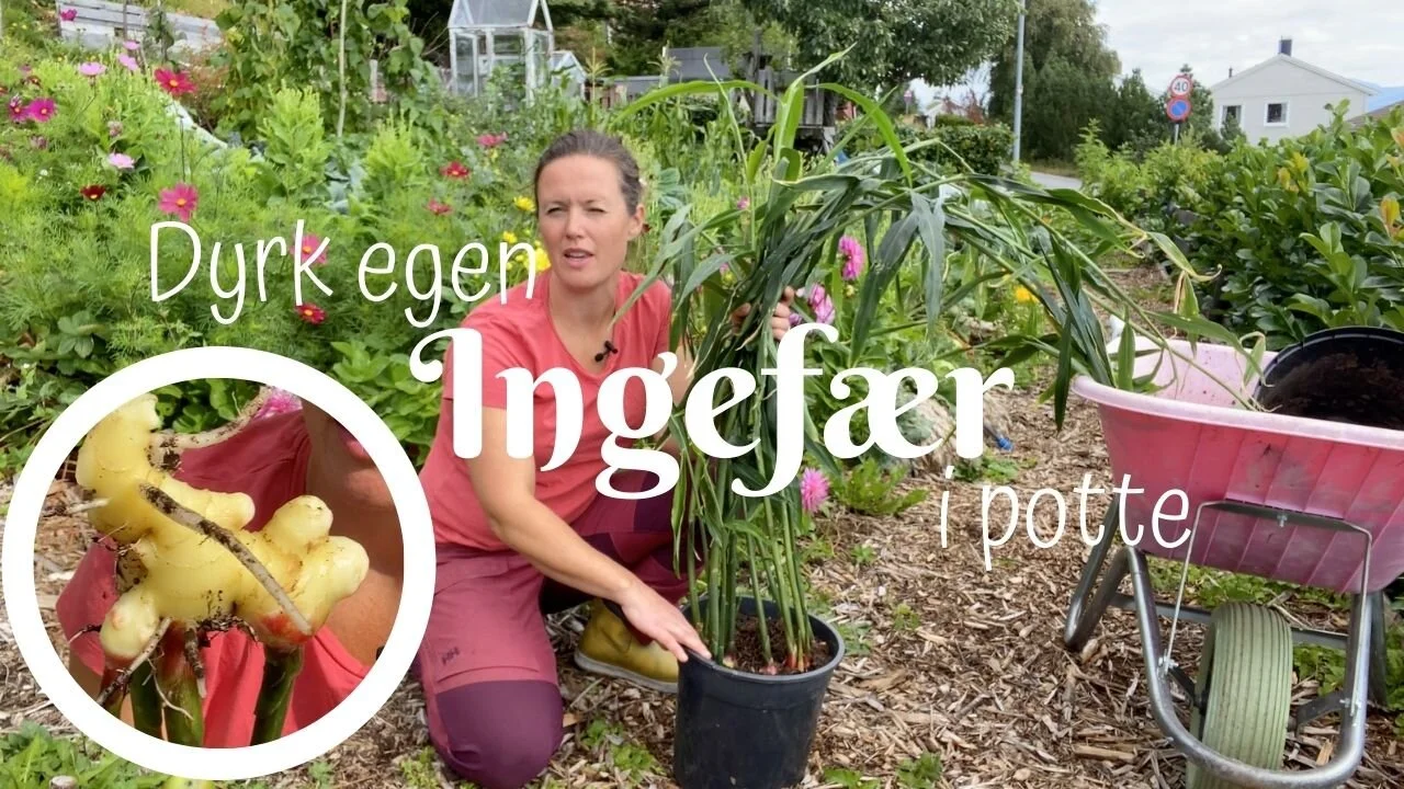 Dyrk egen ingefær i potte