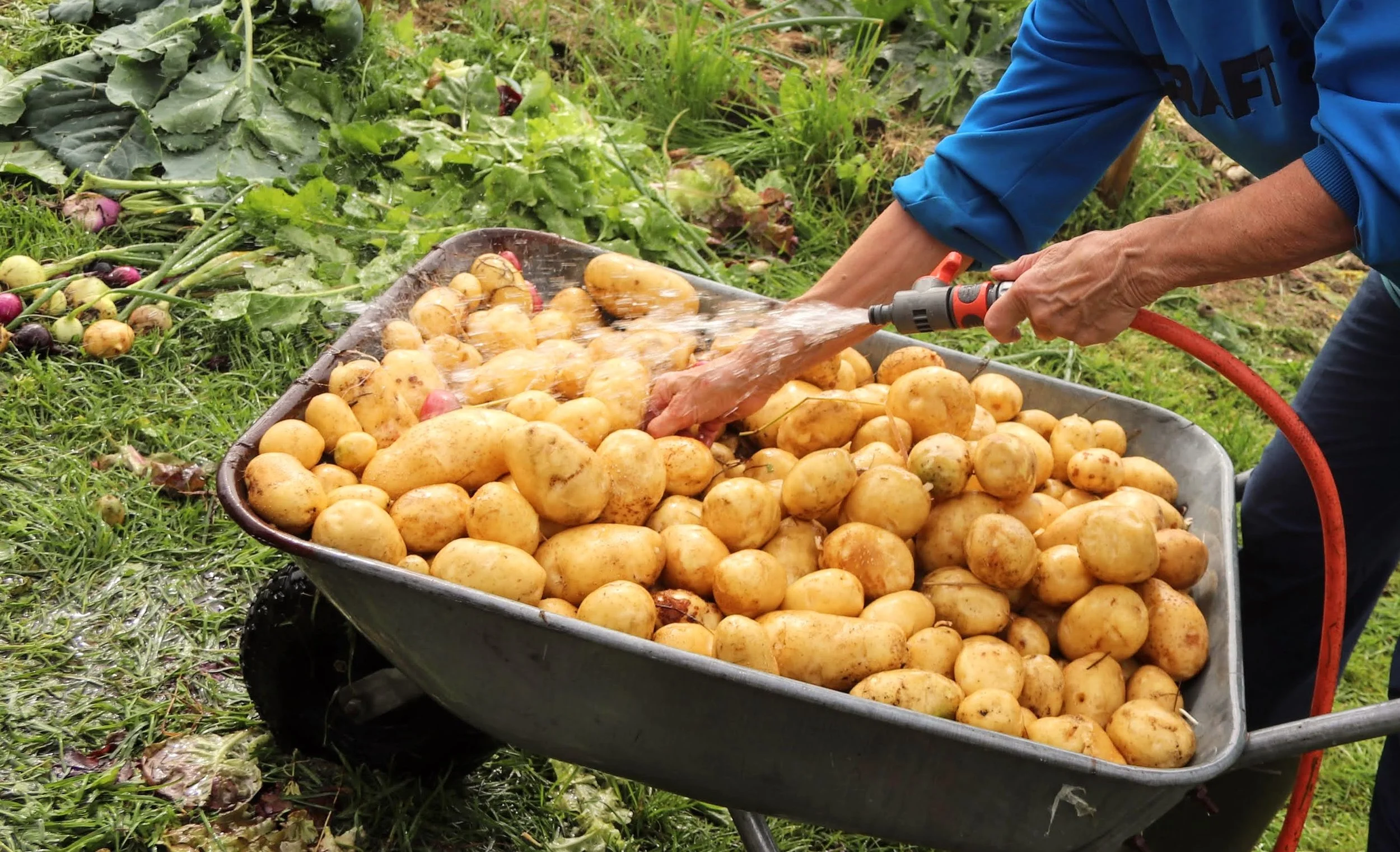 Lagrer rotgrønnsaker i garasjebod