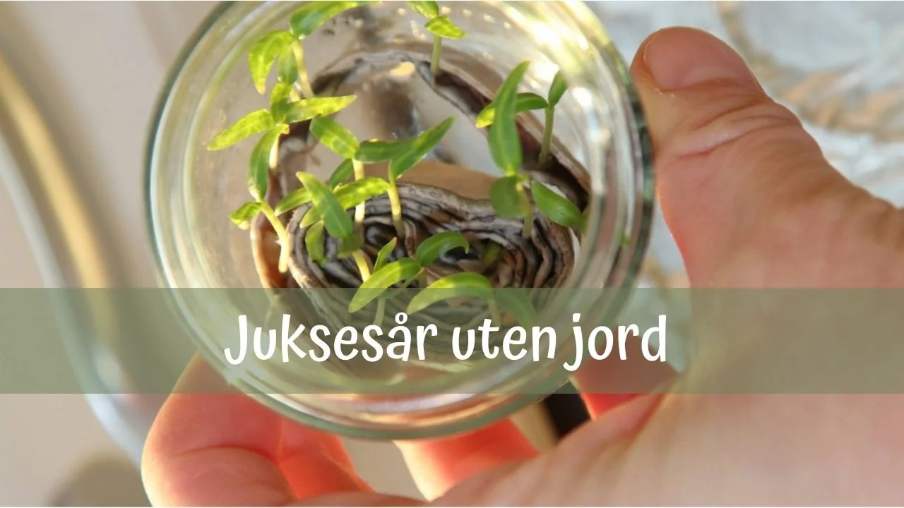 Juksesår uten jord