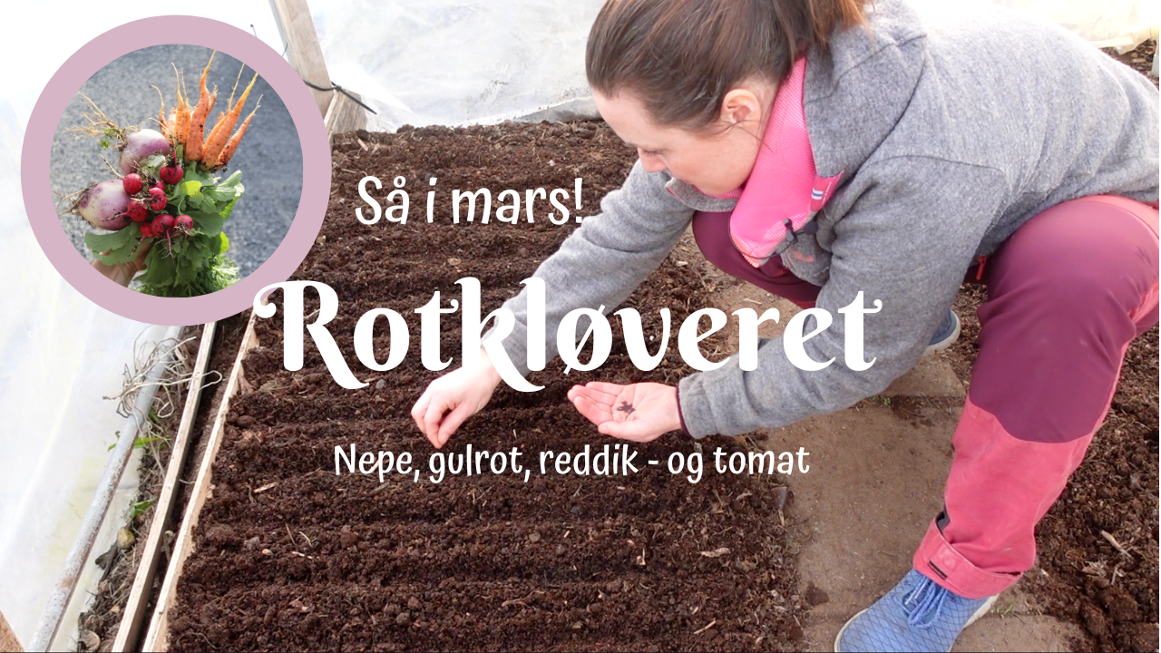 Rotkløveret nepe, reddik, gulrot - og “tomat”. 