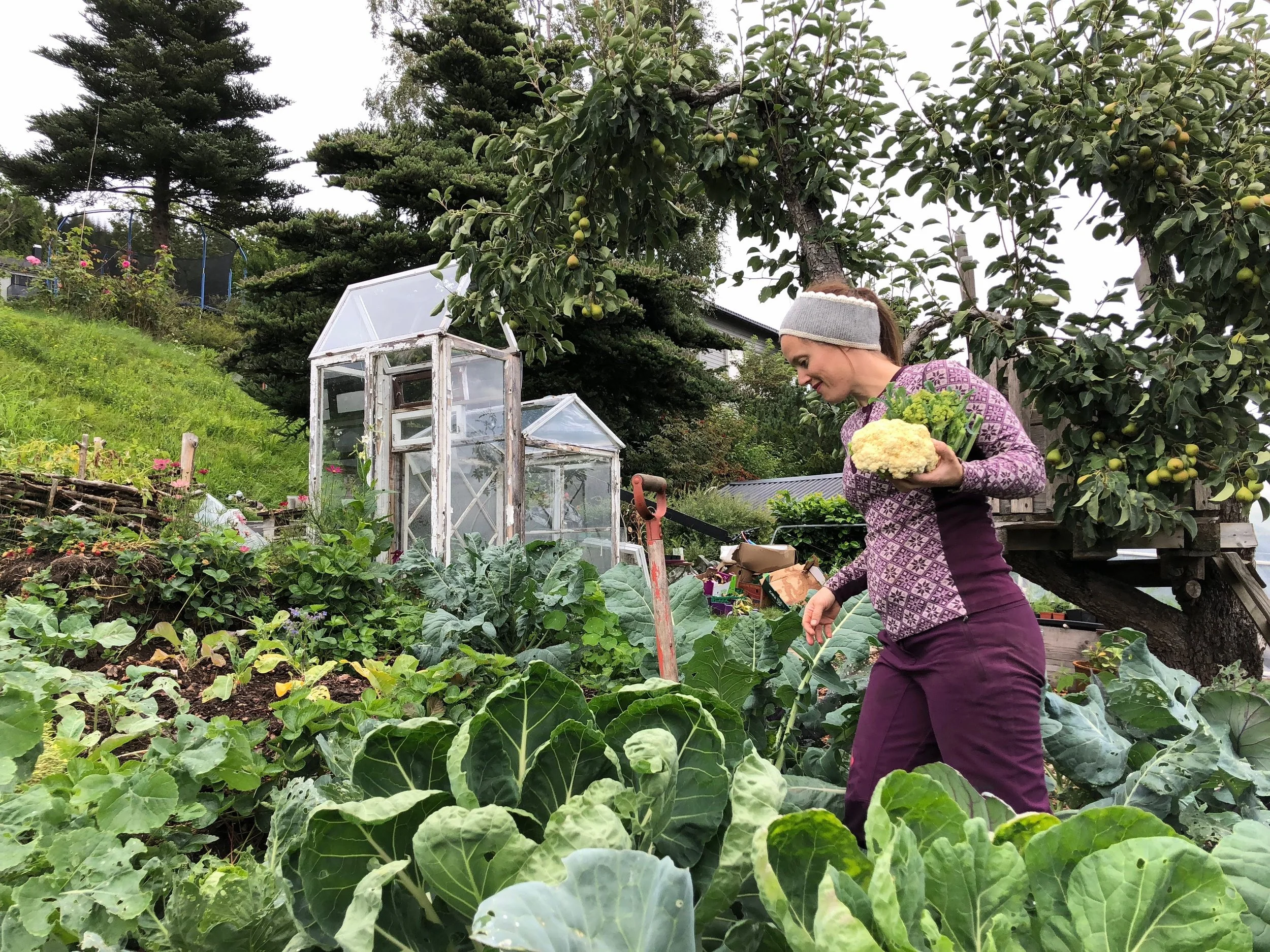 Selvforsynt på blomkål - hvor mye trenger vi? 