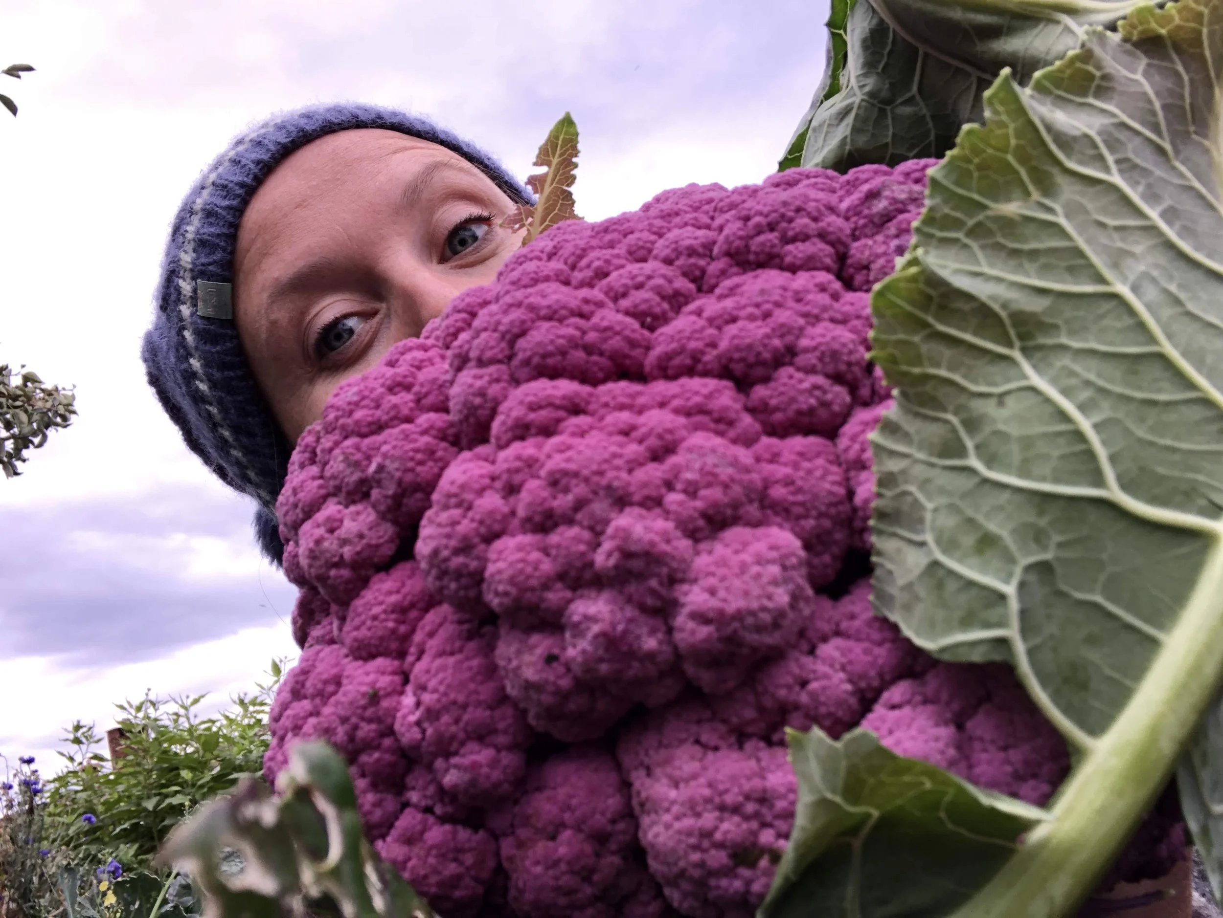 Mini challenge - 12 blomkål fra en pallekarm