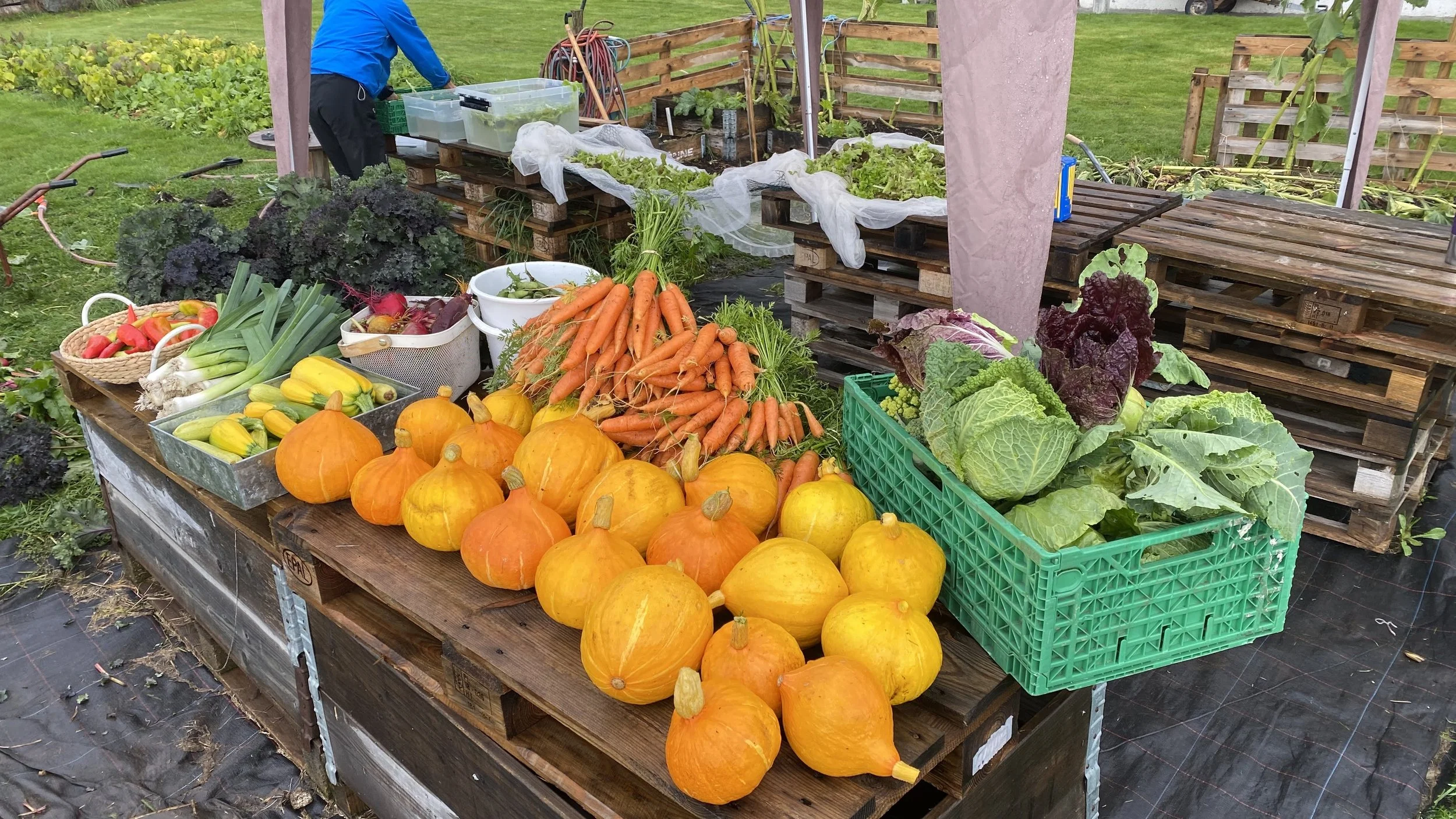 Kan Norge bli selvforsynt på mat? 
