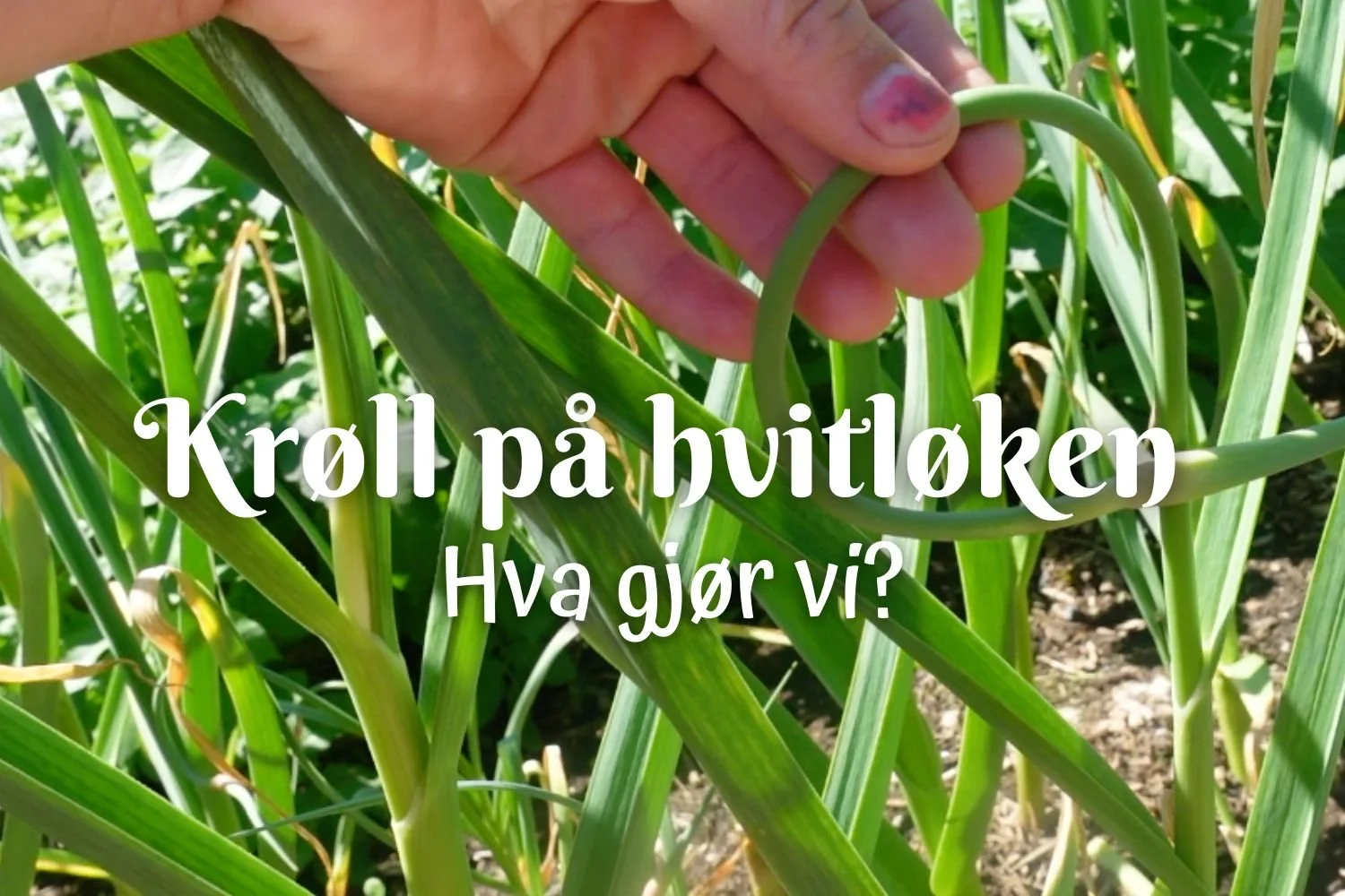 Krøll på hvitløken? 