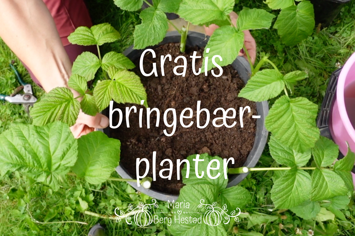 Gratis bringebærplanter - to måter å formere 