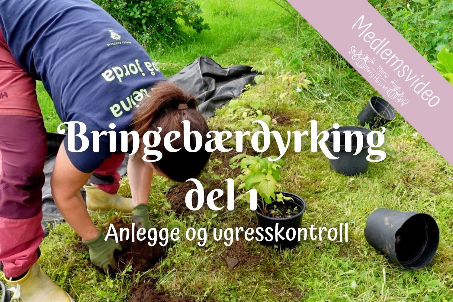 Bringebærdyrking del 1 - anlegge og ugress-kontroll