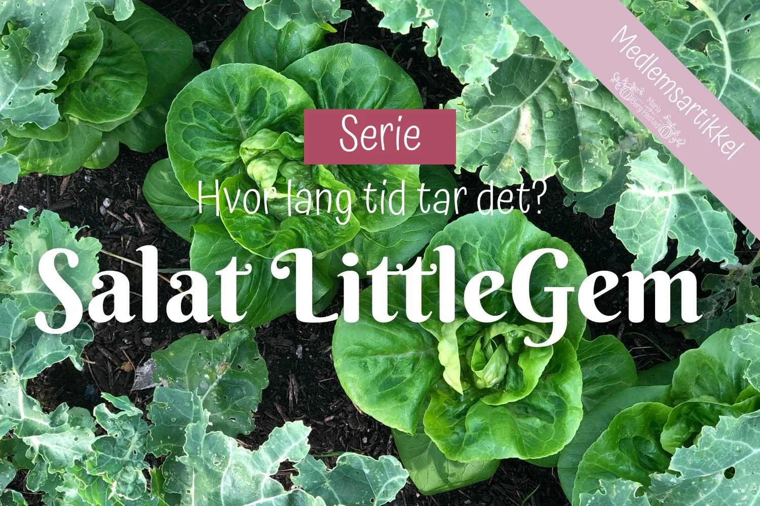 Salat Little Gem - Hvor lang tid tar det?