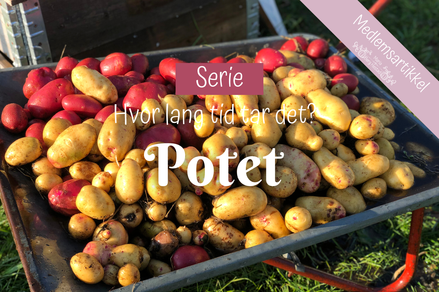 Potet - Hvor lang tid tar det?
