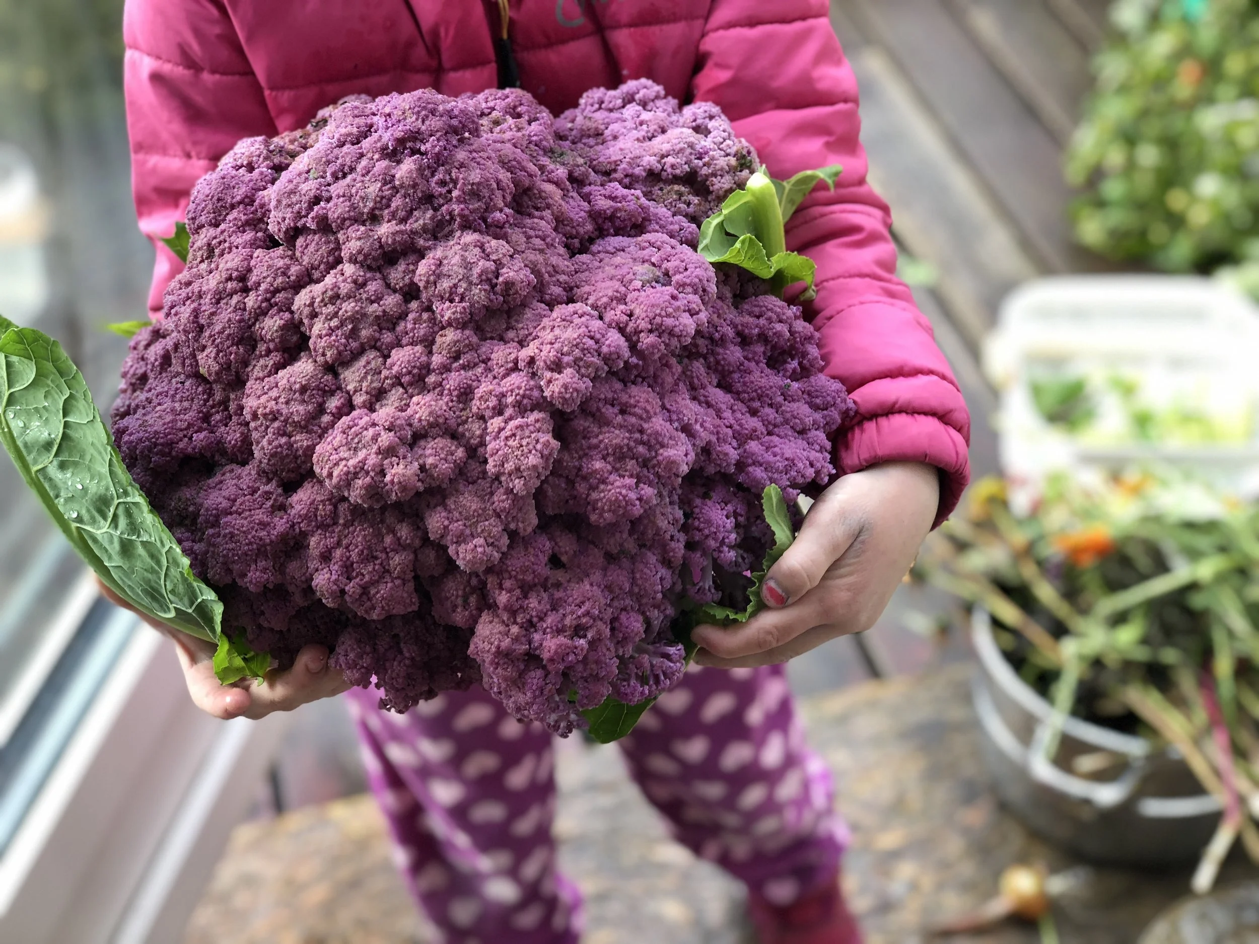 Hva er F1-hybrider og GMO