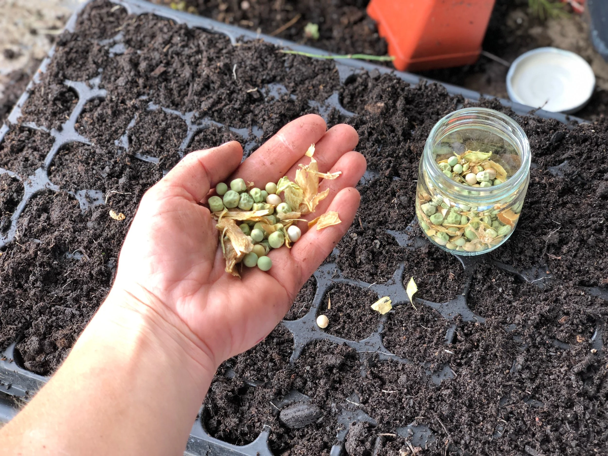 Ta egne frø av sukkererter