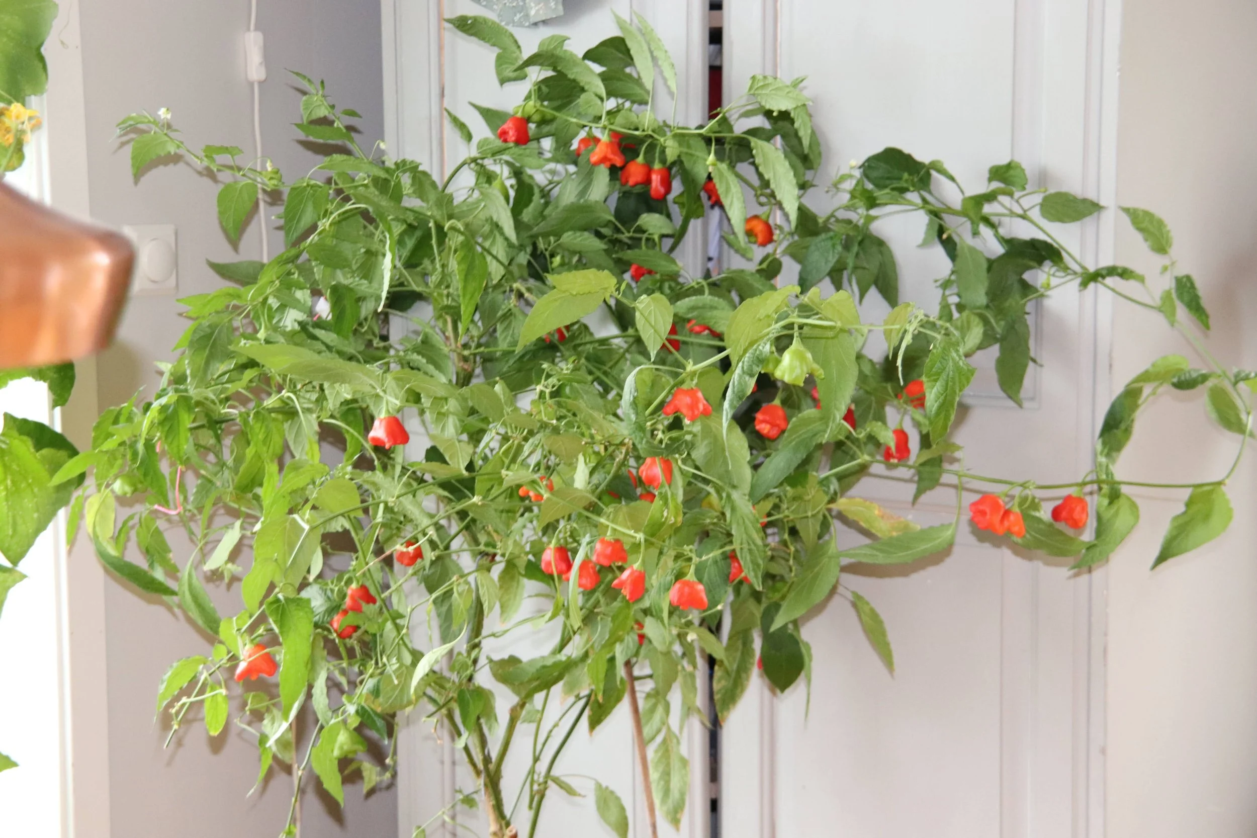 Chili som stueplante