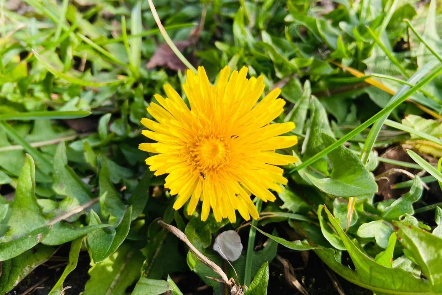 La ugresset fortelle deg om jorden din