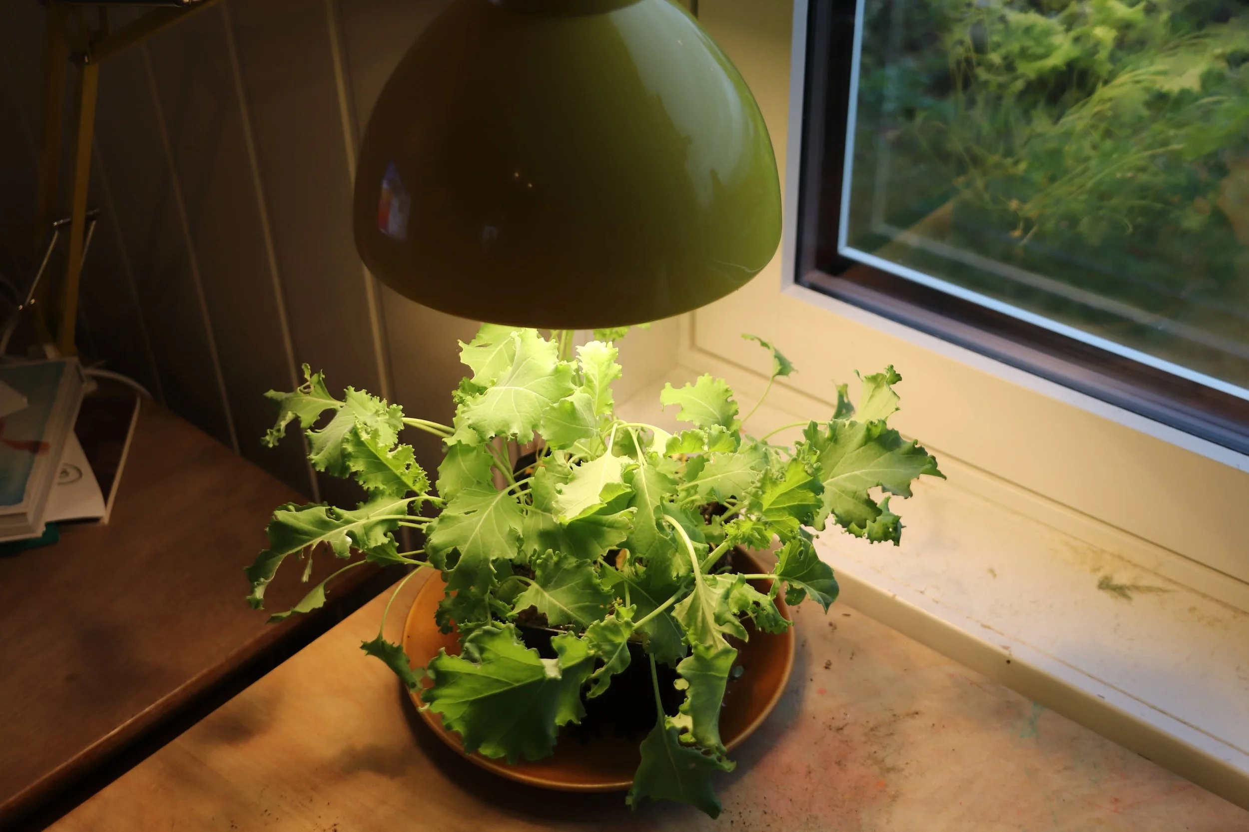 Beste kjøp av vekstlyspære 