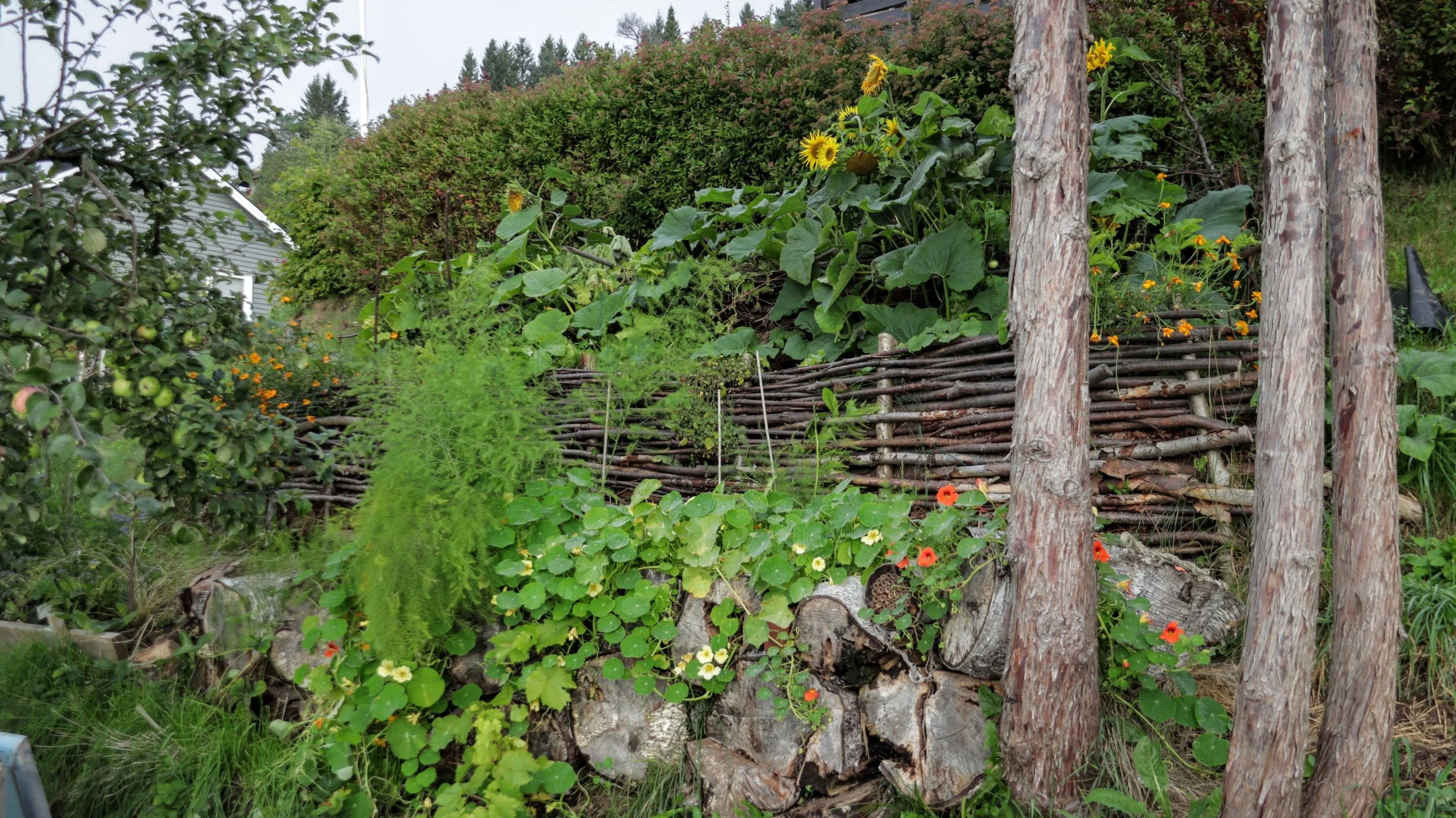 Permakultur og skogshage