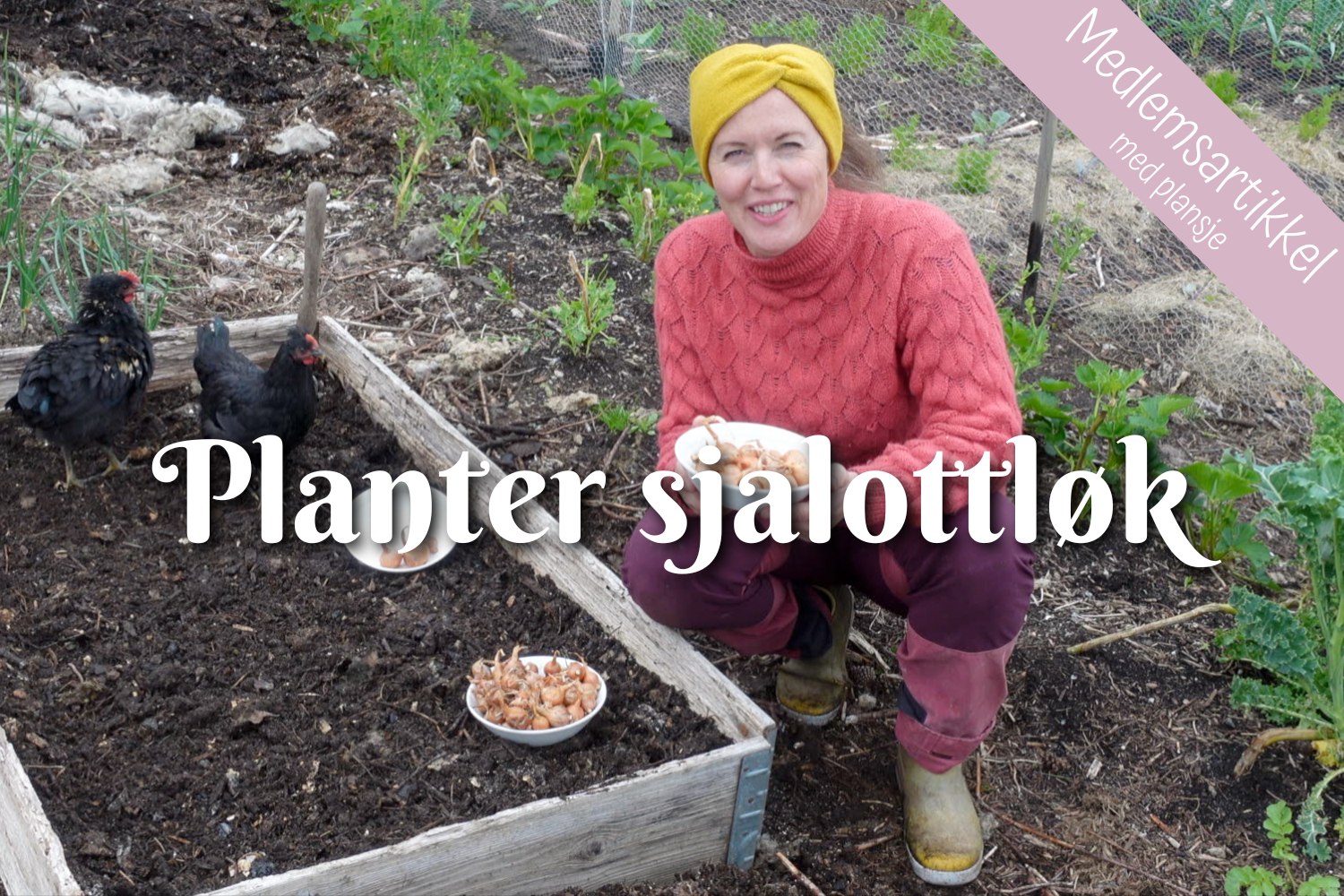 Planter sjalottløk - med plansje