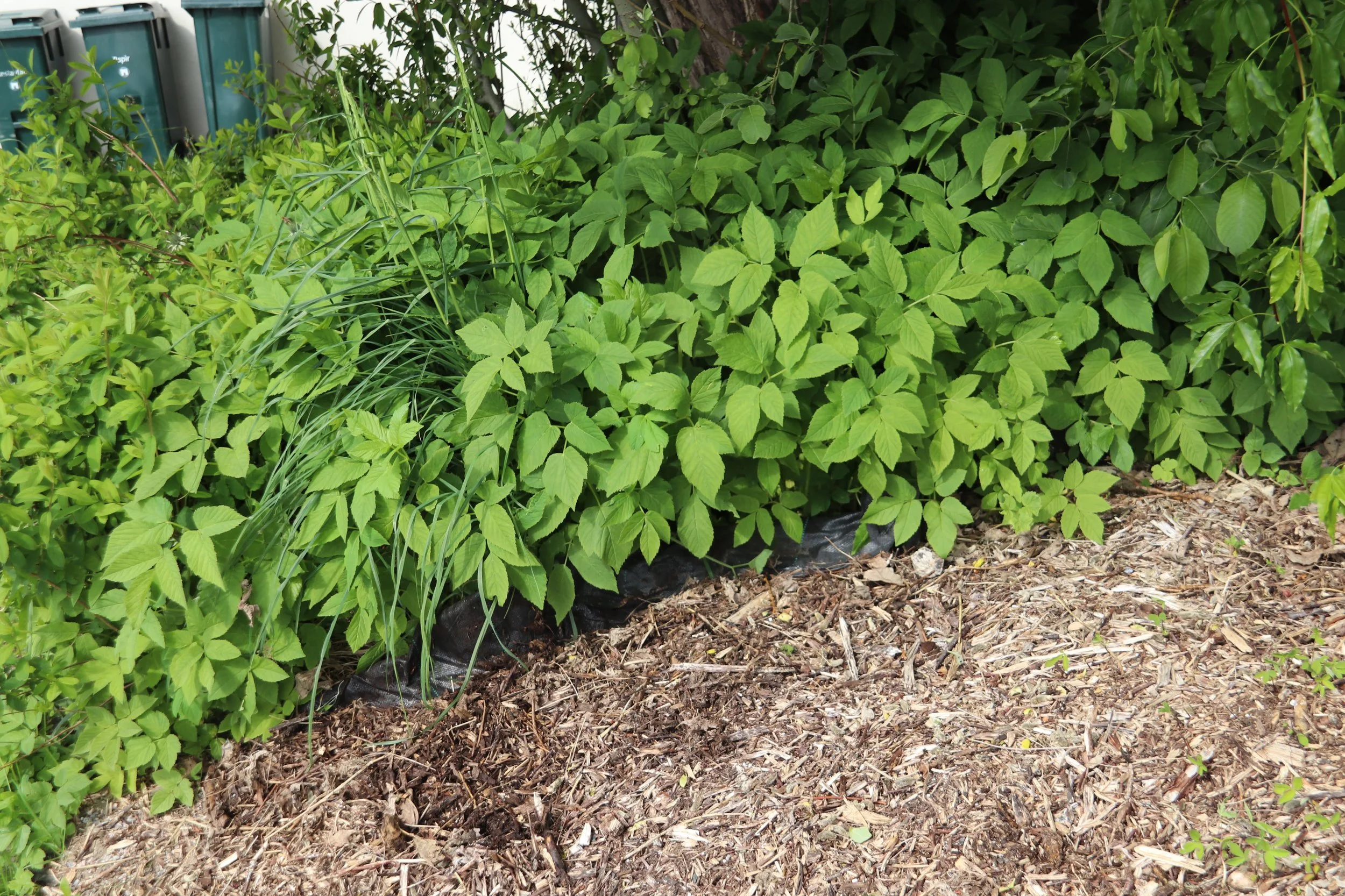 Slik håndterer jeg ugress