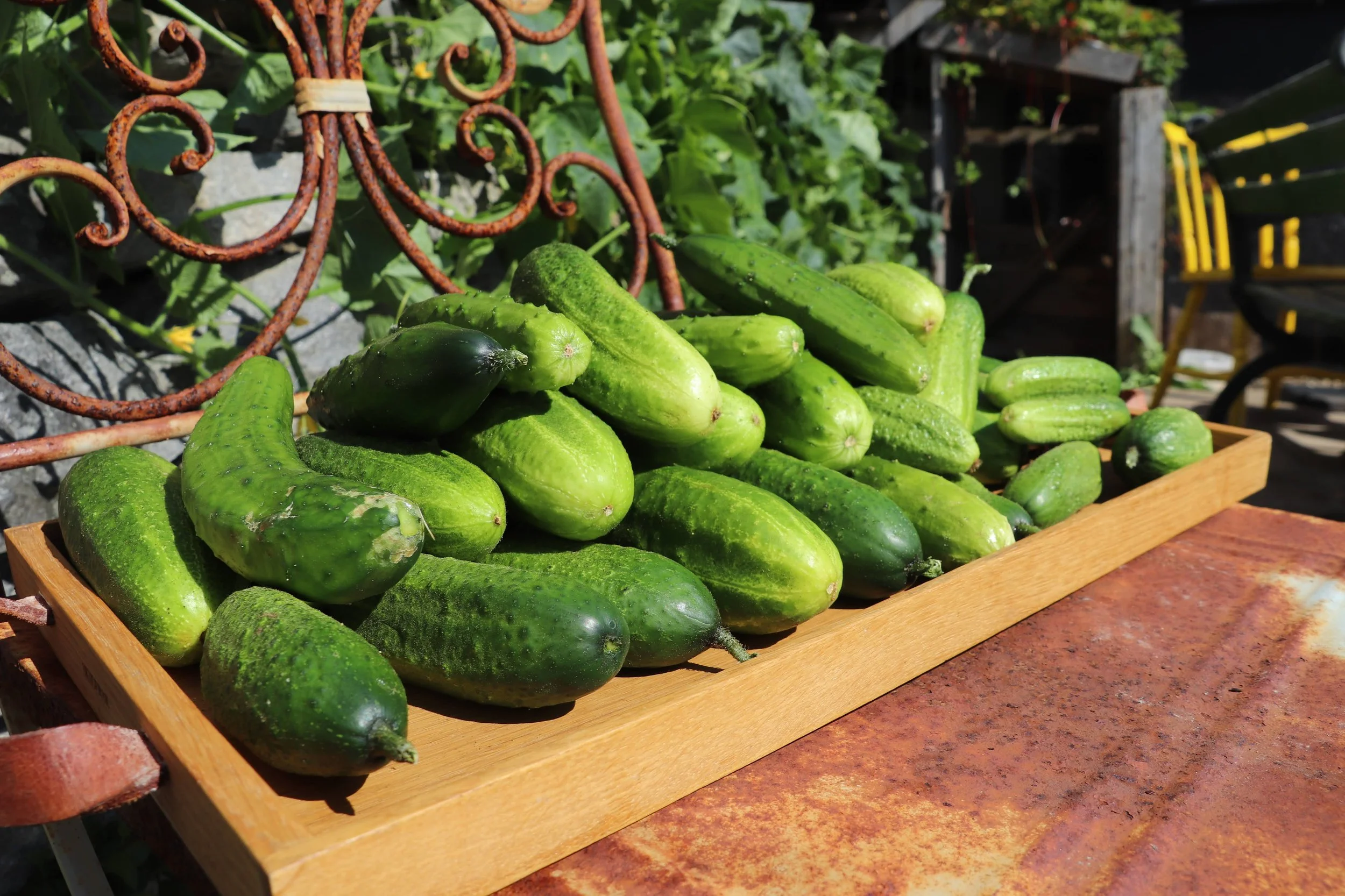 Høster, safter, sylter og høns. 