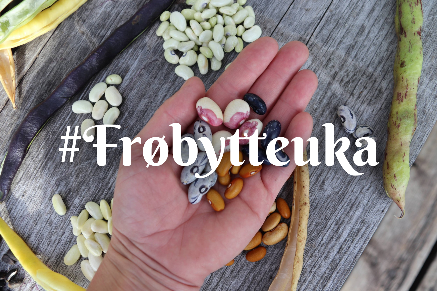 #Frøbytteuka 2026