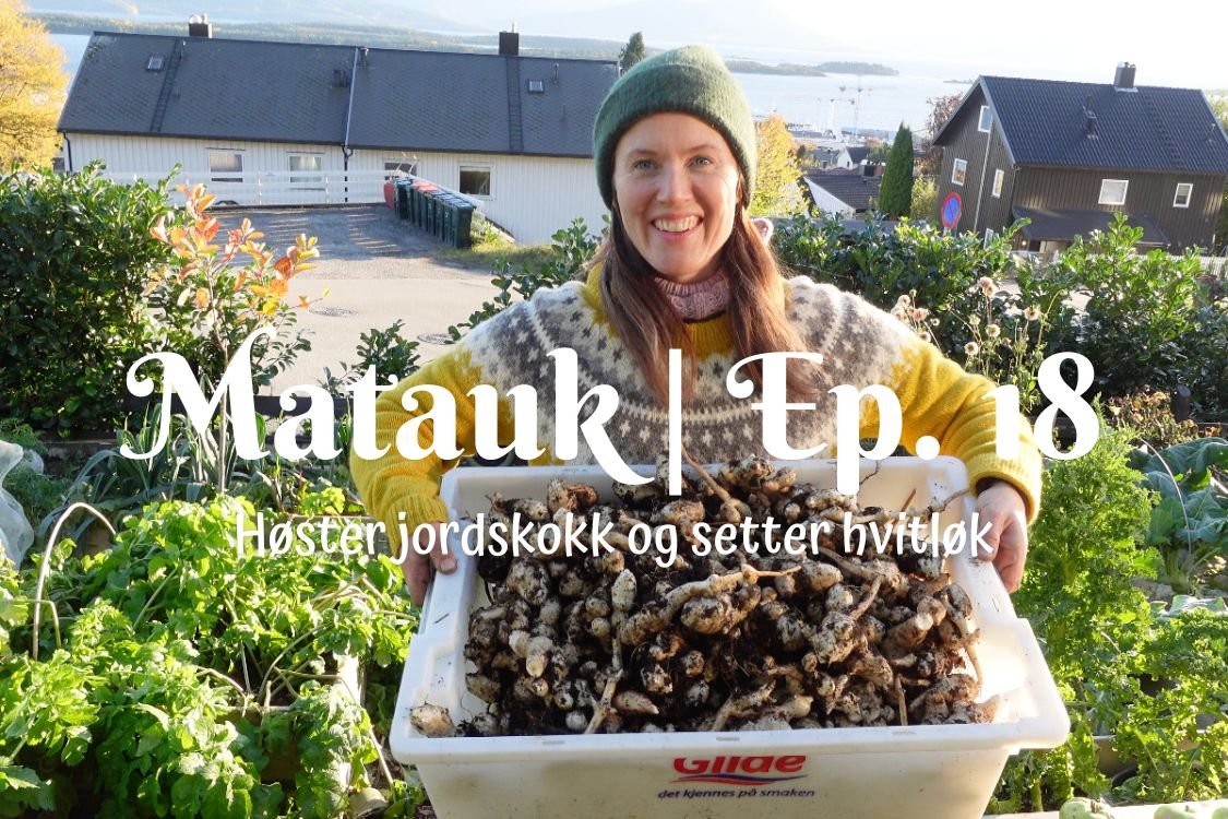 Matauk | Ep.18 | Høster jordskokk og setter hvitløk