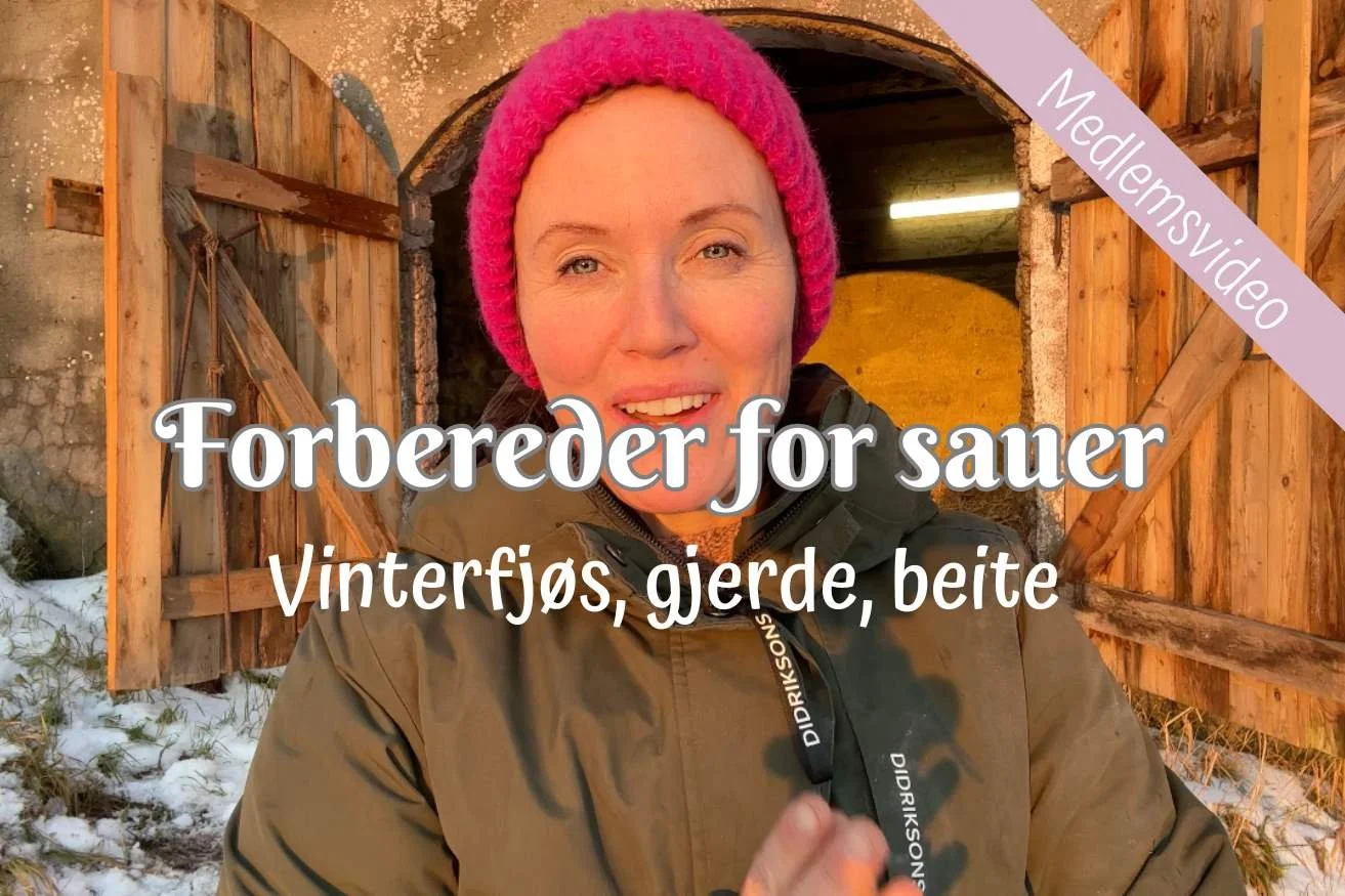Forbereder for sau 