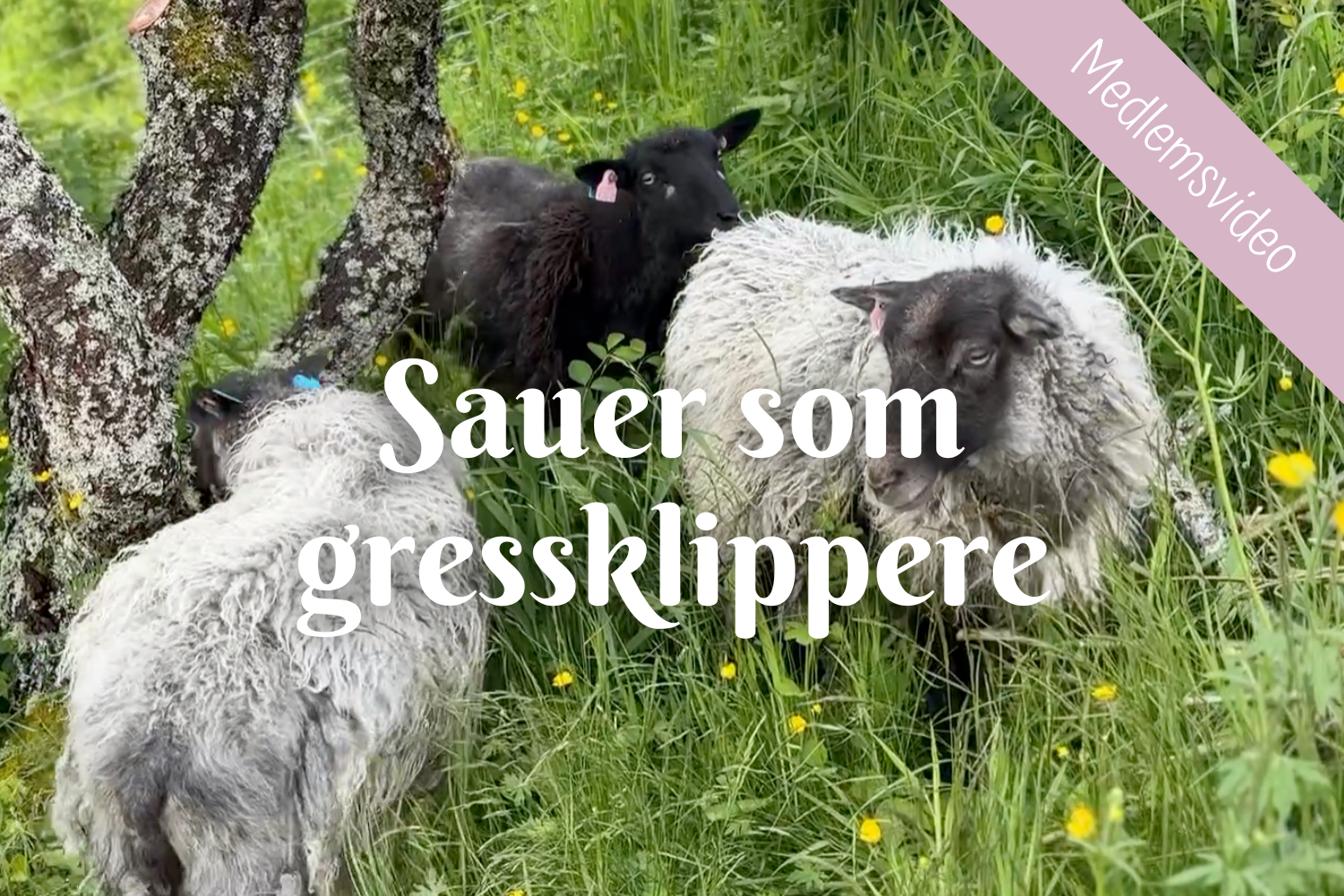 Sauer som gressklippere