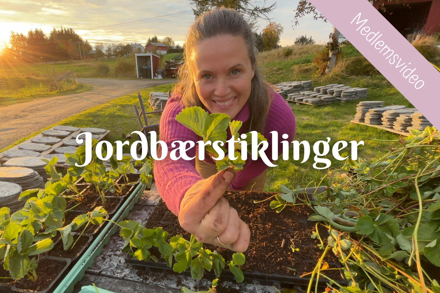 Jordbærstiklinger
