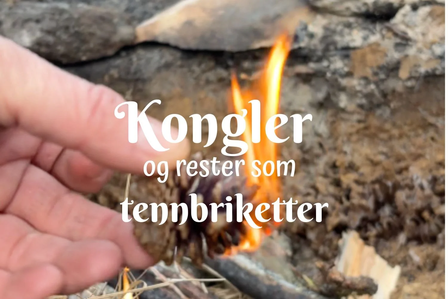 Tennbriketter av kongler og rester 