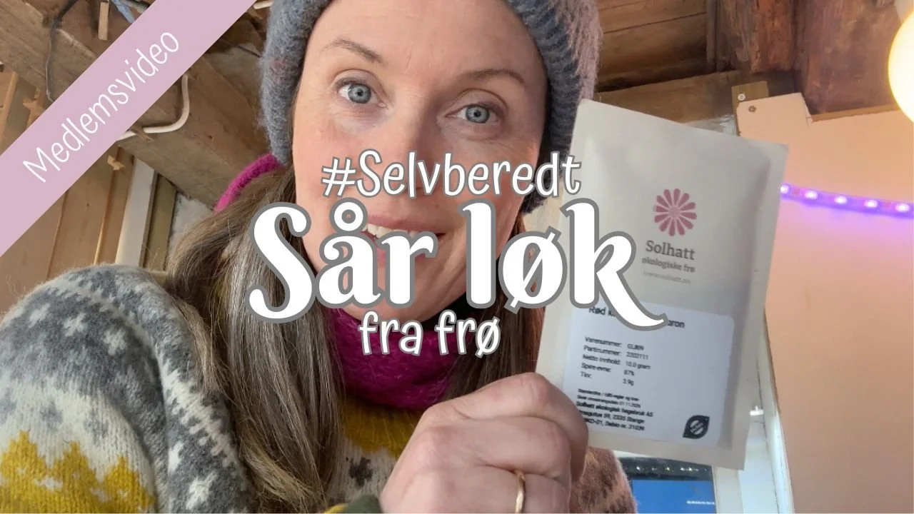 Selvberedt | Sår løk fra frø 