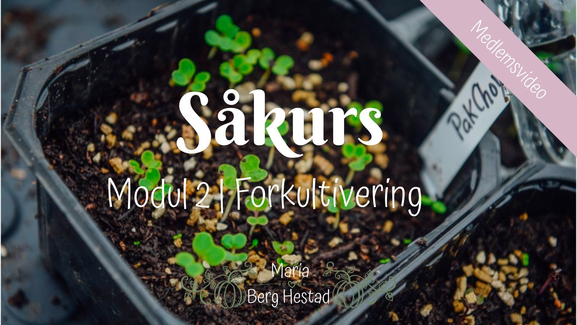 Såkurs | Modul 2 | Forkultivering 