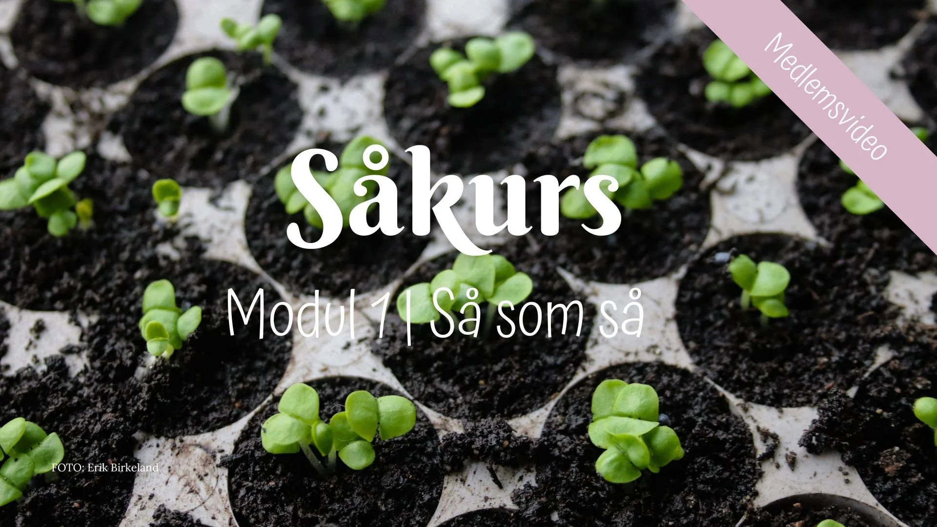Såkurs | Modul 1 | Så som så 