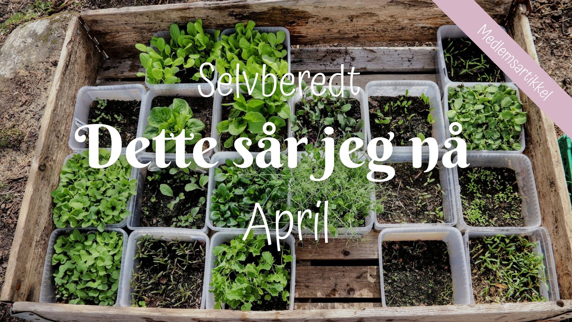 Selvberedt | Dette sår jeg nå | APRIL 