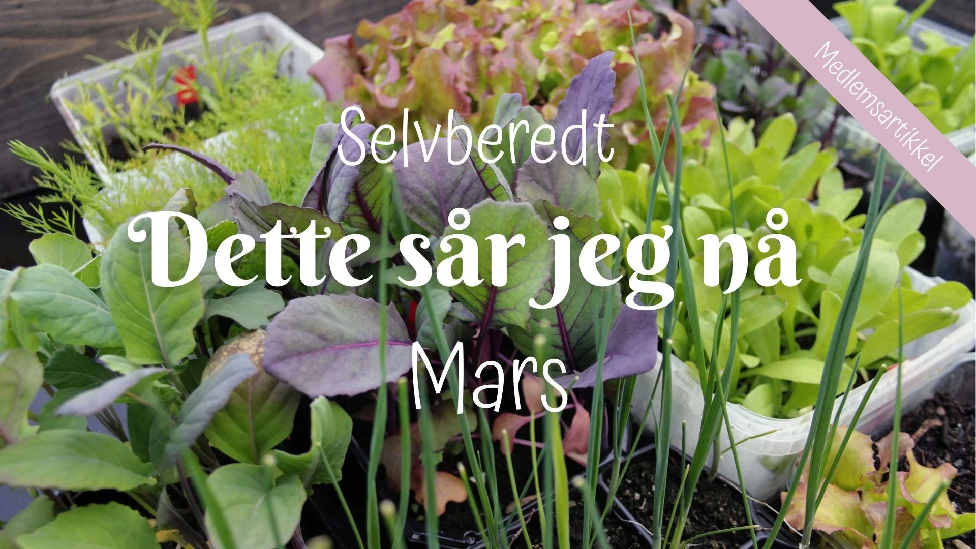 Selvberedt | Dette sår jeg nå | Mars