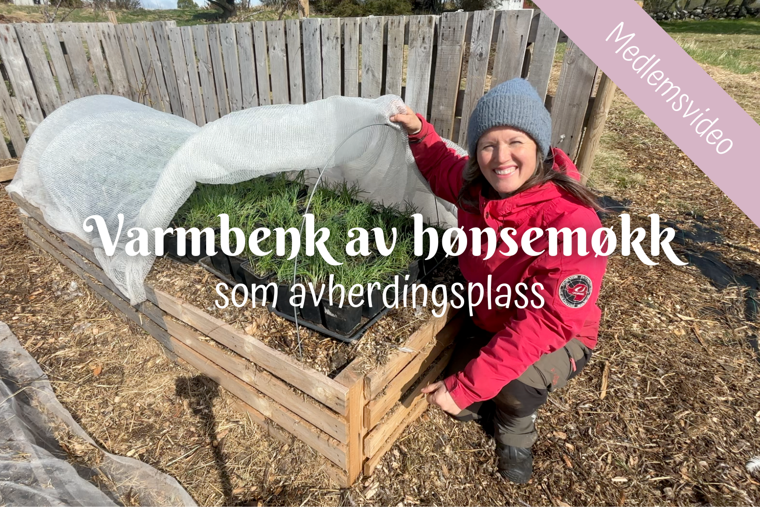 (+) Varmbenk av hønsemøkk - som avherdingsplass