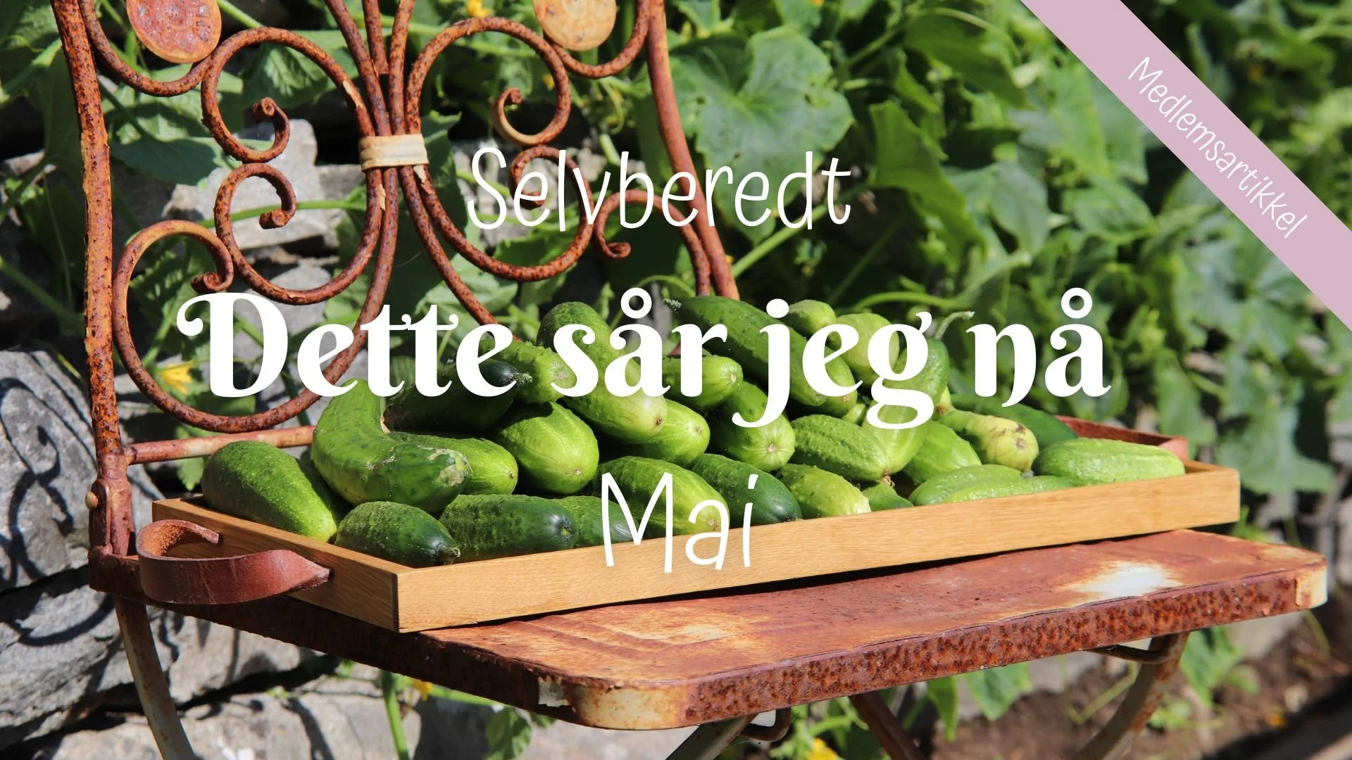 Selvberedte | Dette sår jeg nå - MAI 