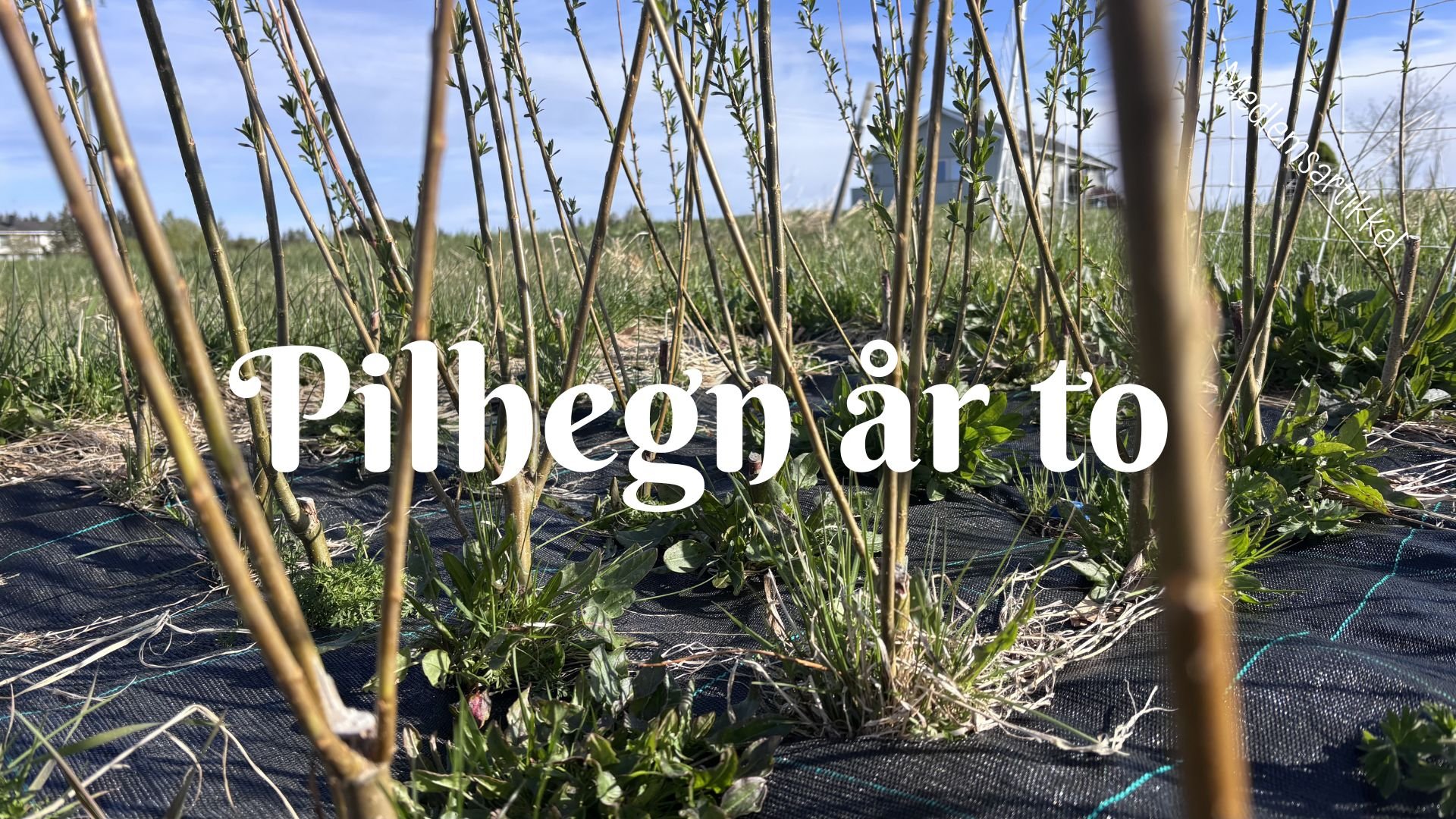 Pilhegn år to 