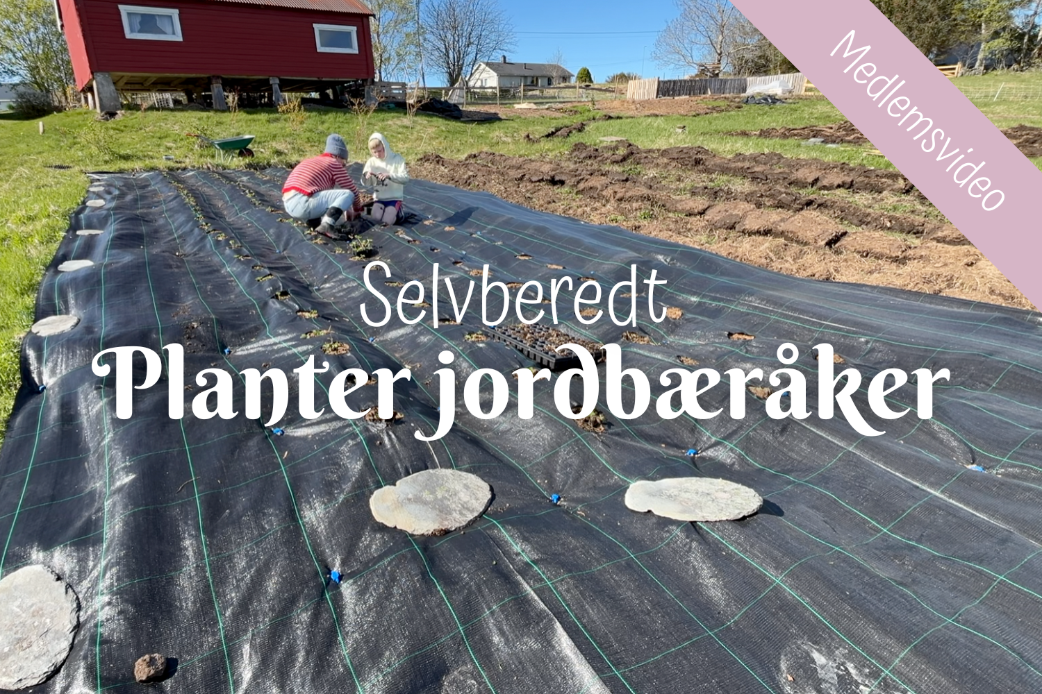Selvberedt | Planter jordbæråker