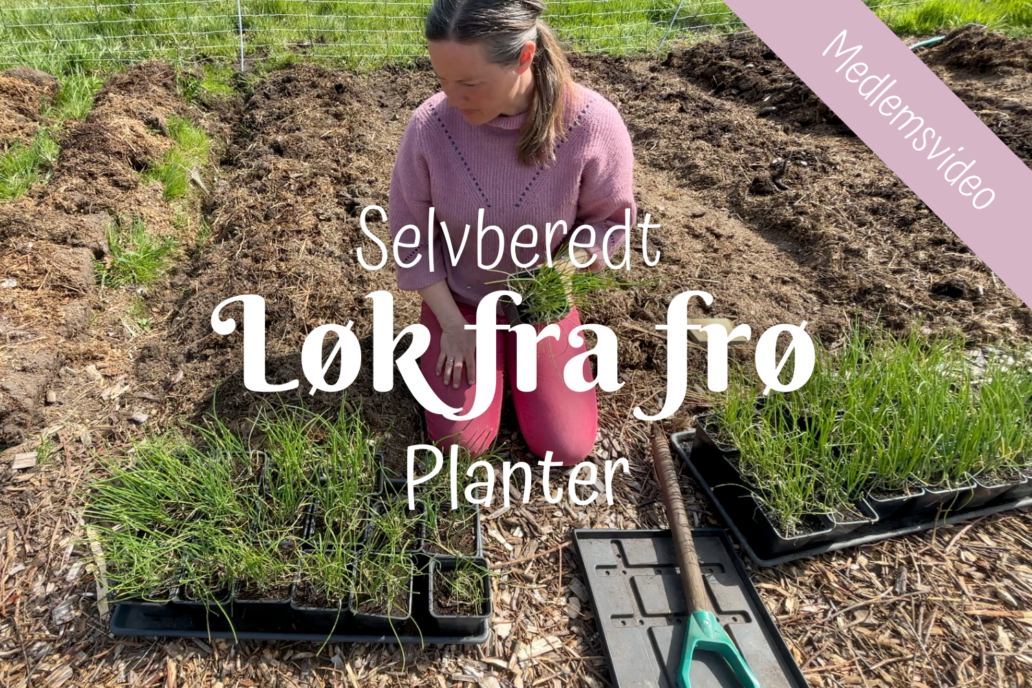 Selvberedt | Løk fra frø | Planter