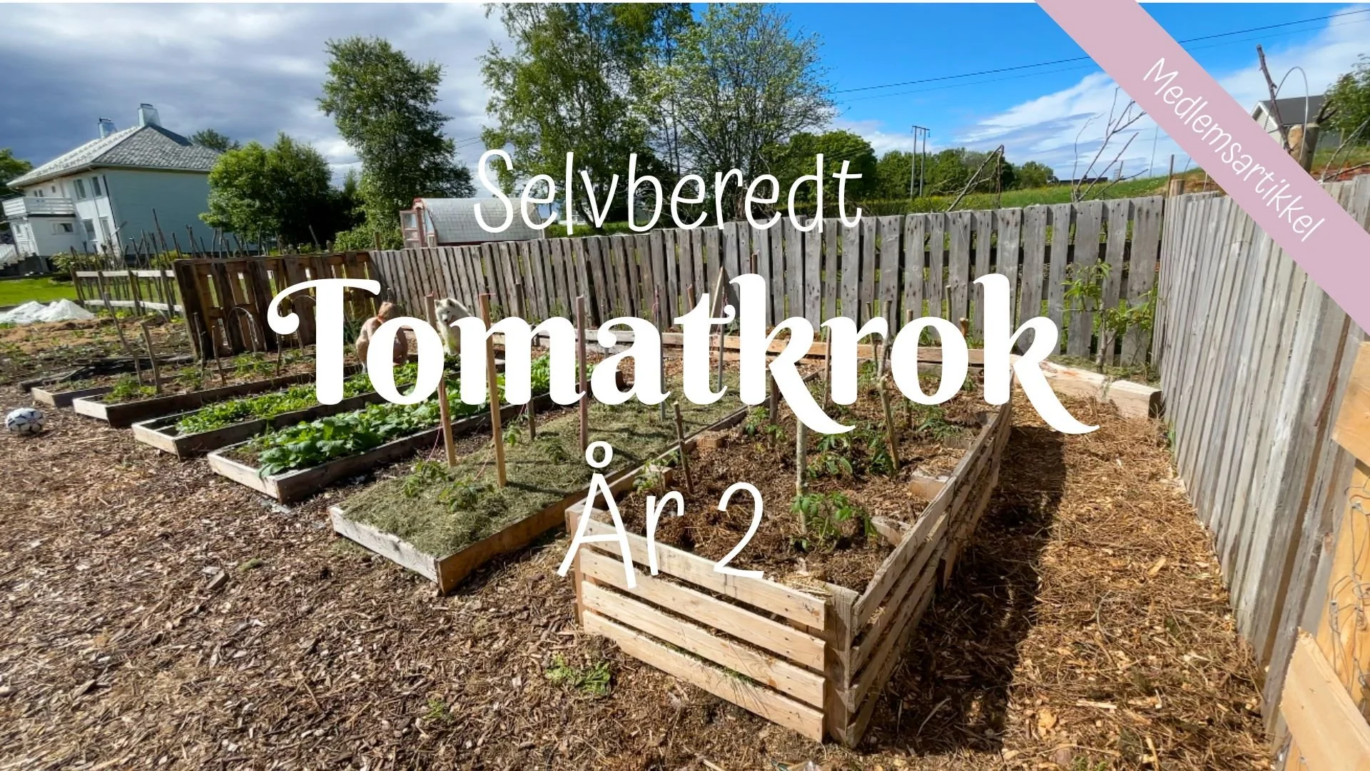 Selvberedt | Tomatkrok år 2