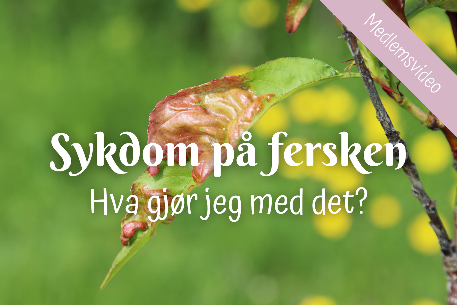 Sykdom på fersken - hva gjør jeg med det? 