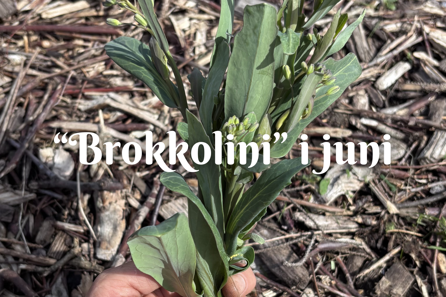 “Brokkolini” i juni