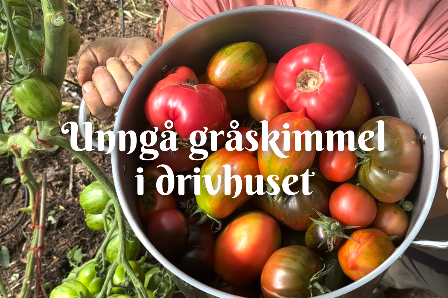 Unngå gråskimmel i drivhuset