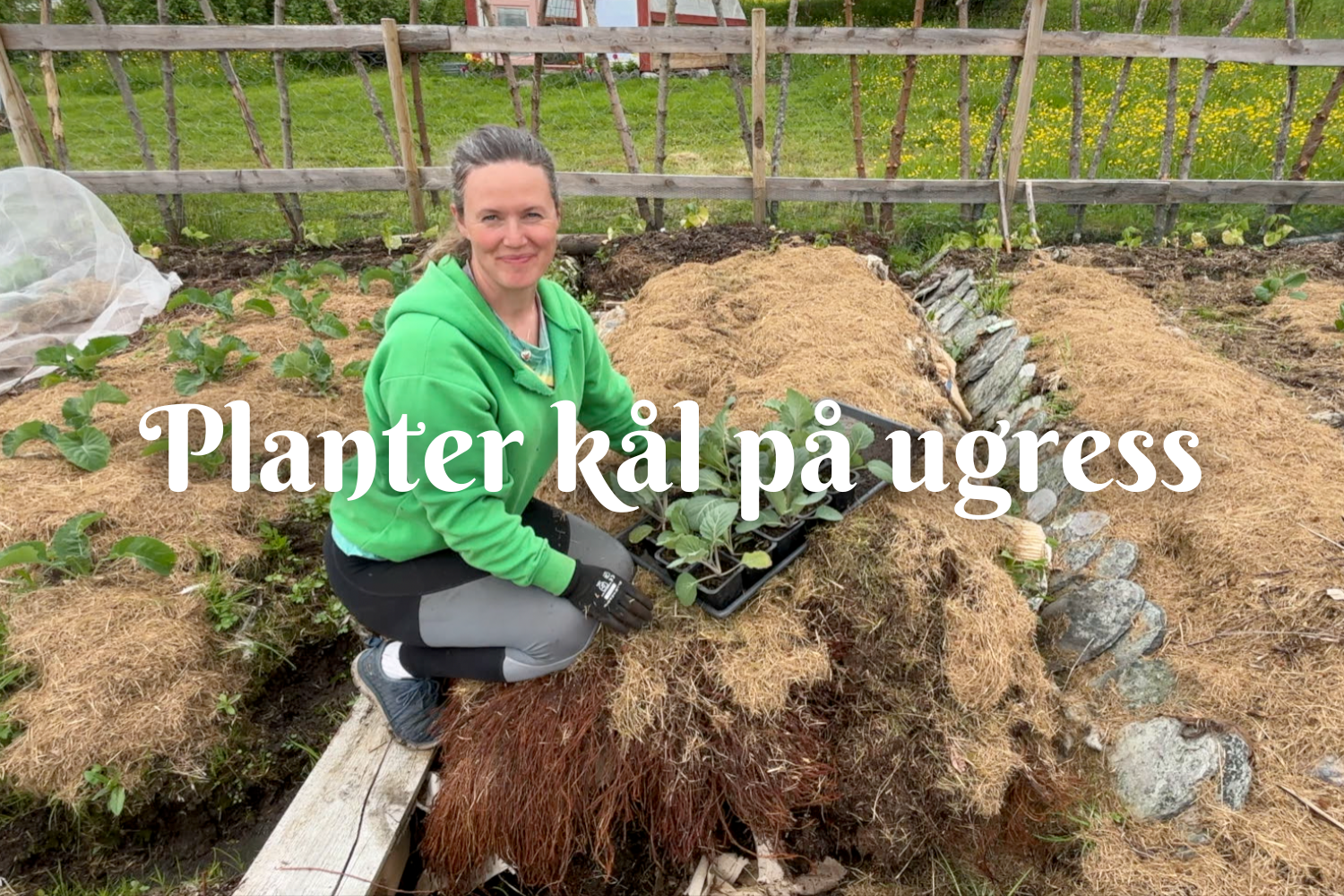 Planter kål på ugress