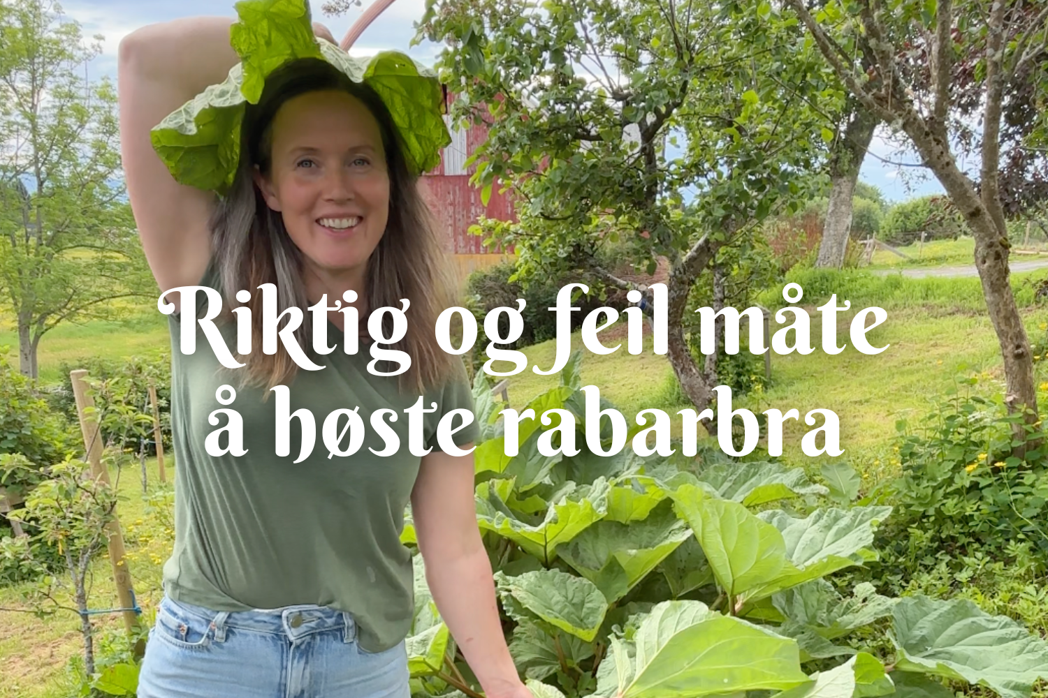 Riktig og feil måte å høste rabarbra