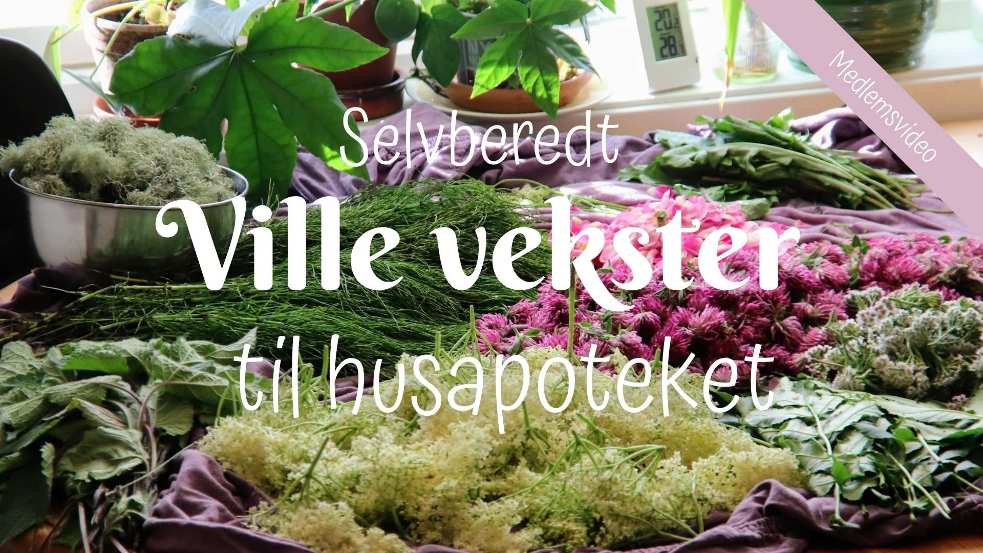 Selvberedt | Ville vekster til husapoteket (juni/juli) 