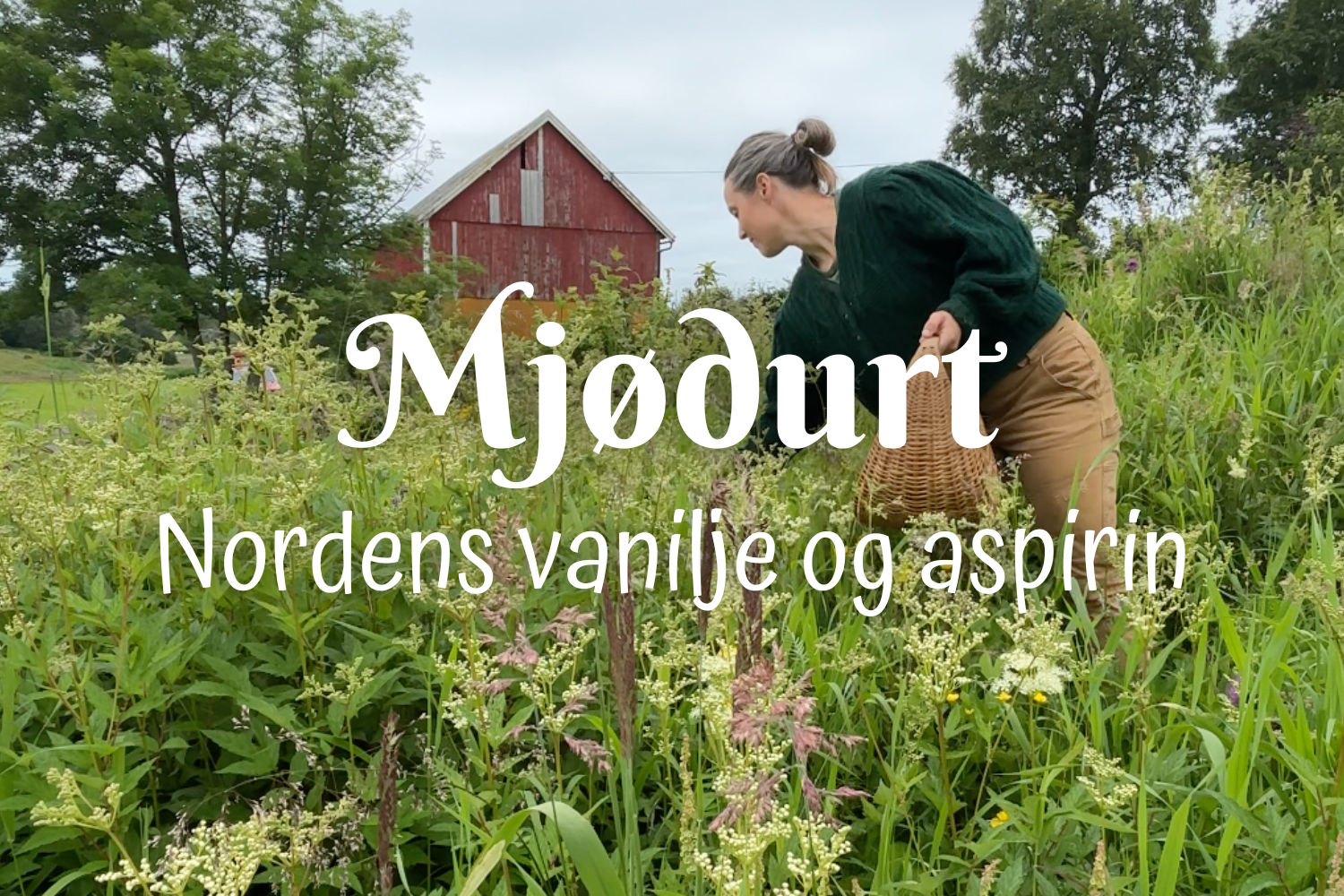 Mjødurt - Nordens vanilje og aspirin