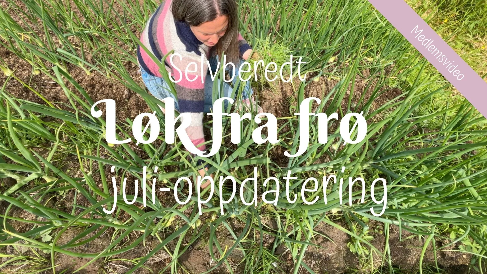 Selveredt | Løk fra frø | julioppdatering